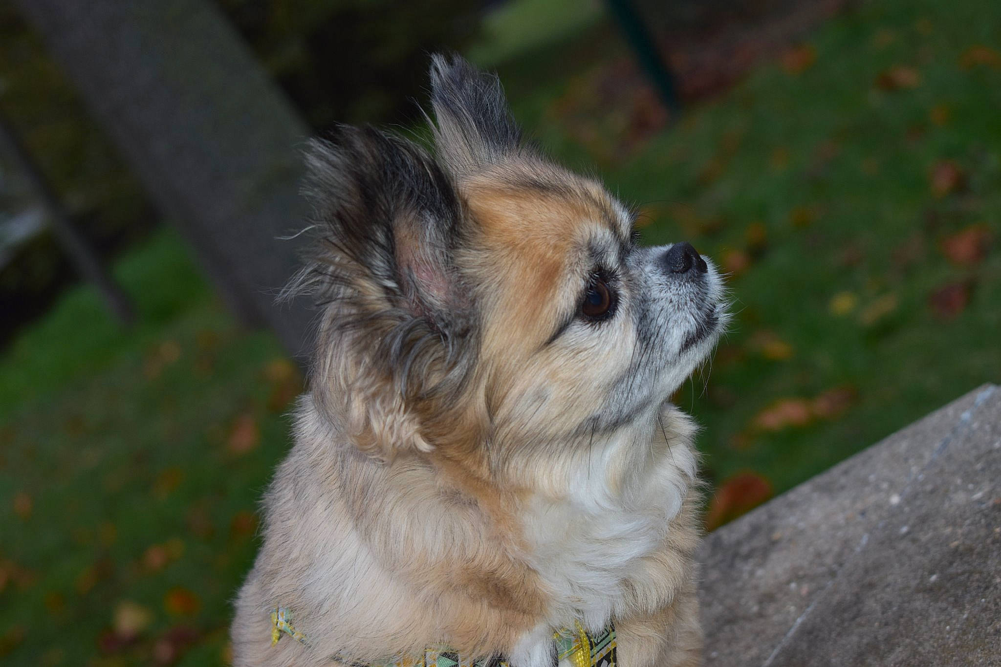 Gommette a rejoint le concours — aidez-le/la à gagner de superbes lots ! canidae, carnivore, chinese_imperial_dog, companion_dog, dog, dog_breed, fawn, havanese, japanese_chin, lhasa_apso, mammal, non_sporting_group, puppy, rare_breed_dog, shih_tzu, snout, sporting_group, tibetan_spaniel, toy_dog, whiskers