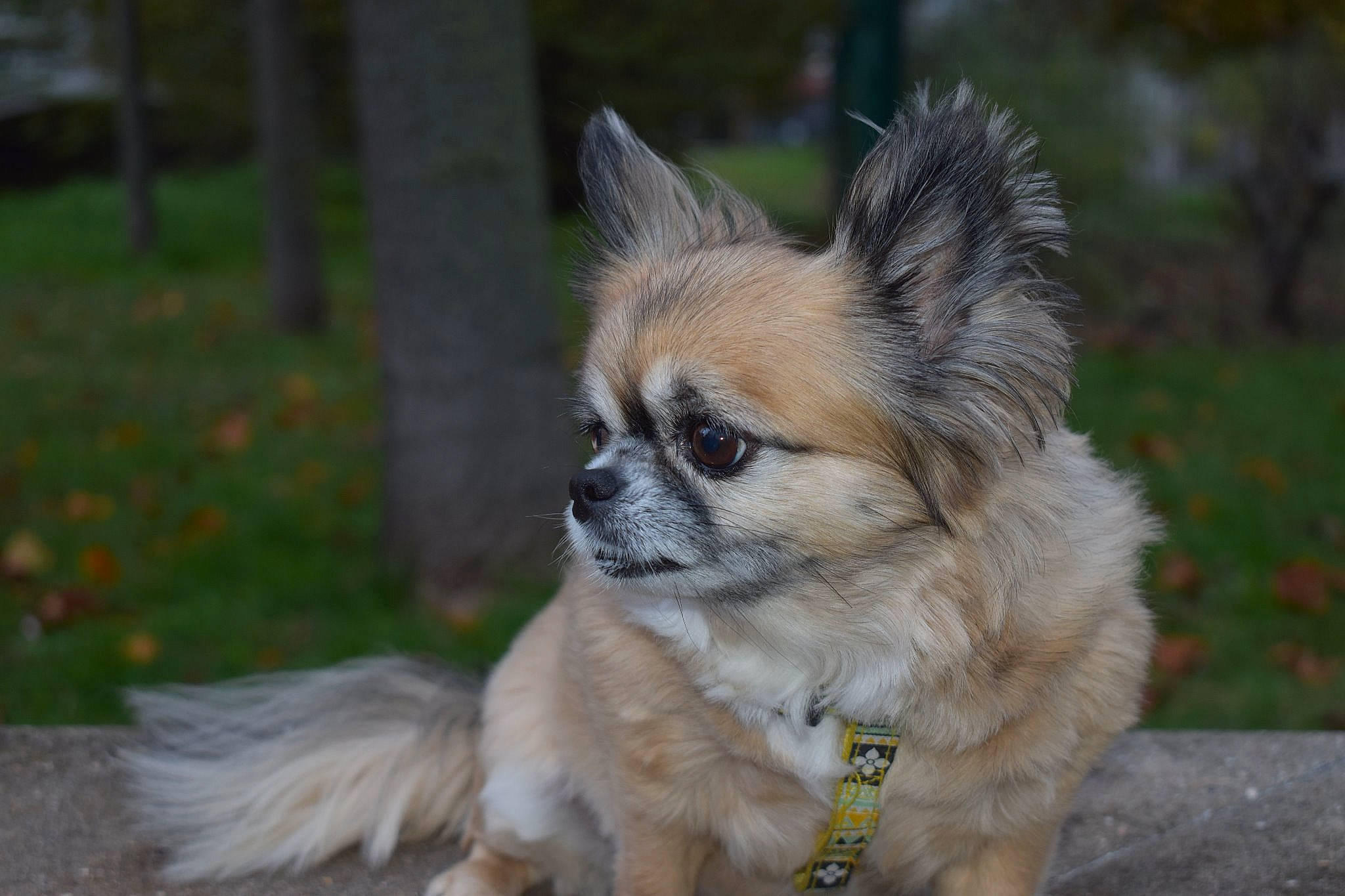 Gommette participe au concours pour gagner de l'argent avec cette photo : ancient_dog_breeds, canidae, carnivore, companion_dog, dog, dog_breed, fawn, grass, mammal, pomeranian, puppy, rare_breed_dog, snout, sporting_group, tibetan_spaniel, toy_dog, vertebrate, whiskers