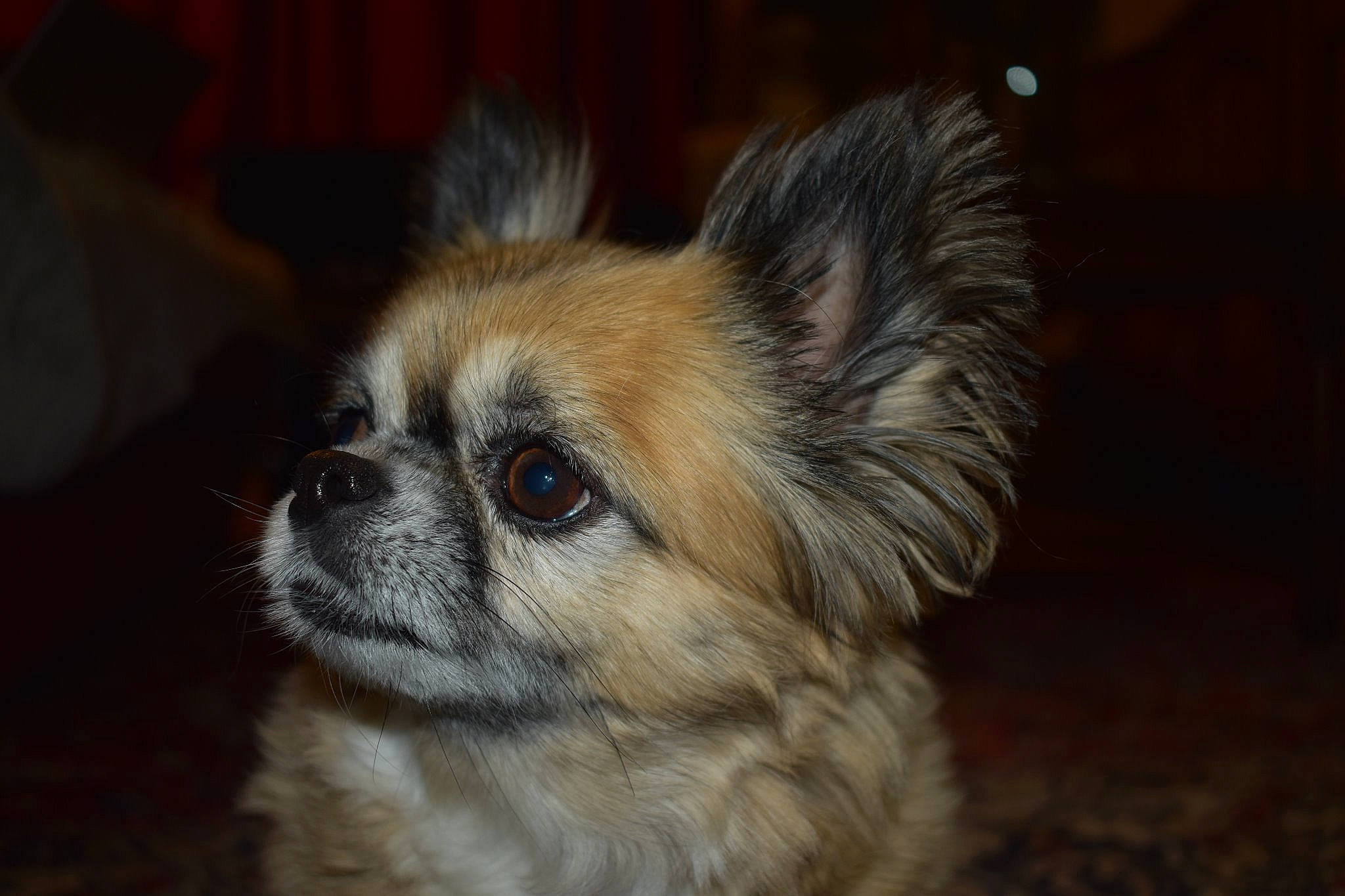 Gommette a rejoint le concours — aidez-le/la à gagner de superbes lots ! canidae, carnivore, companion_dog, dog, dog_breed, ear, eye, fawn, fur, mammal, nose, pekingese, puppy, rare_breed_dog, snout, sporting_group, tibetan_spaniel, toy_dog, vertebrate, whiskers