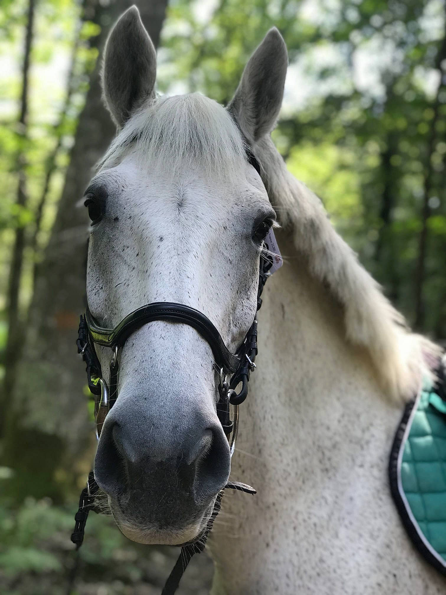 Reine a rejoint le concours — aidez-le/la à gagner de superbes lots ! bit, bridle, close_up, ear, eye, halter, horse, horse_harness, horse_tack, mammal, mane, mare, nose, organism, pack_animal, rein, snout, stallion, vertebrate, wildlife