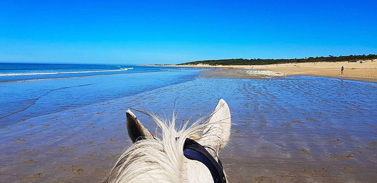 Reine a rejoint le concours — aidez-le/la à gagner de superbes lots ! bay, beach, coast, coastal_and_oceanic_landforms, equestrianism, horizon, horse, landscape, mane, mare, ocean, sand, sea, shore, sky, summer, trail_riding, vacation, wave, wind_wave
