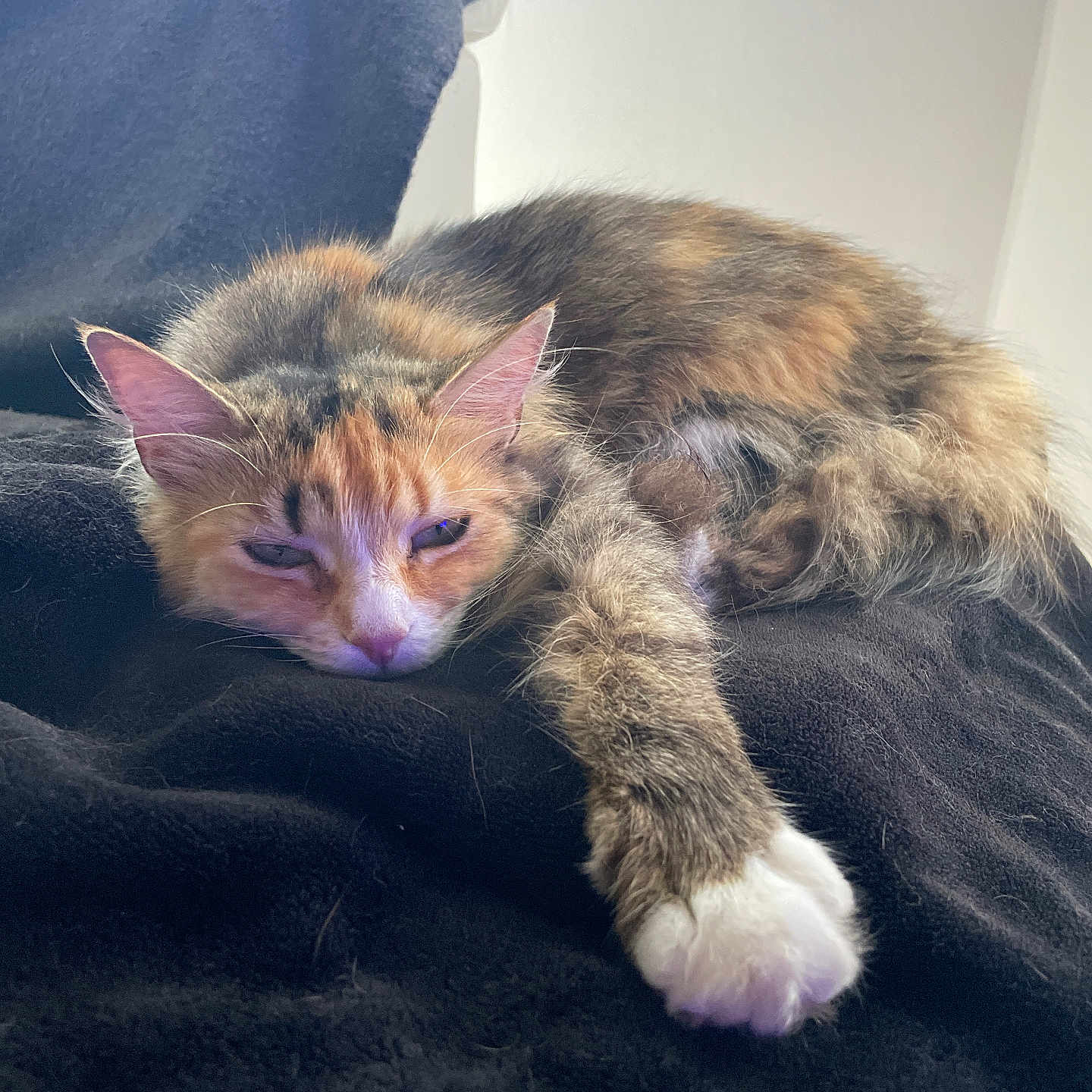 Tina participe au concours pour gagner de l'argent avec cette photo : animal, blanket, calico, cat, closeup, cozy, cute, ears, feline, fur, indoor, mammal, paw, pet, relaxed, resting, sleepy, soft, stretching, whiskers