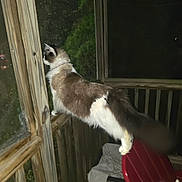 Richie is registered to the contest to win money with this photo: cat, feline, long_hair, white_brown, pet, standing, looking_out, window, porch, screen, red_chair, wooden_railing, balcony, night, outdoor_plants, tail, collar, flash, motion_blur, fur