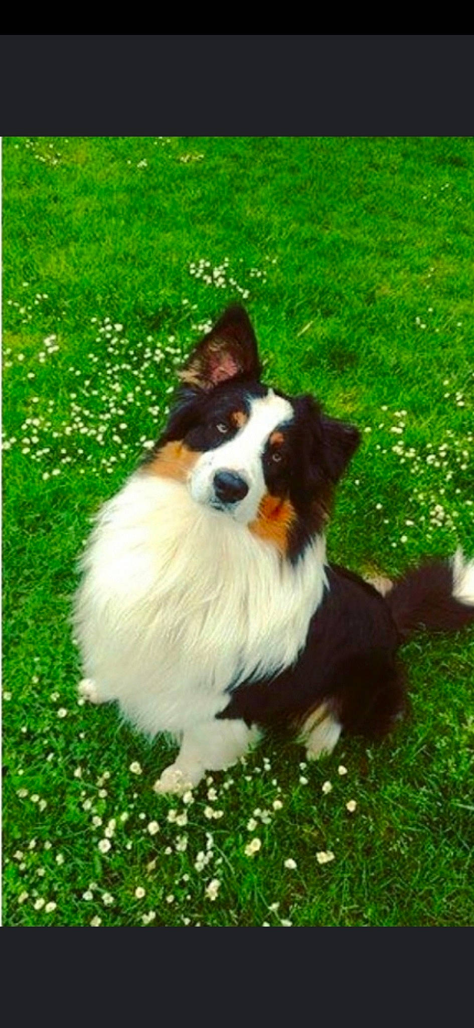 Jiouk participe au concours pour gagner de l'argent avec cette photo : australian_collie, australian_shepherd, border_collie, canidae, carnivore, companion_dog, dog, dog_breed, english_shepherd, grass, mammal, miniature_australian_shepherd, papillon, phalene, scotch_collie, shetland_sheepdog, sporting_group, vertebrate, welsh_sheepdog, working_dog