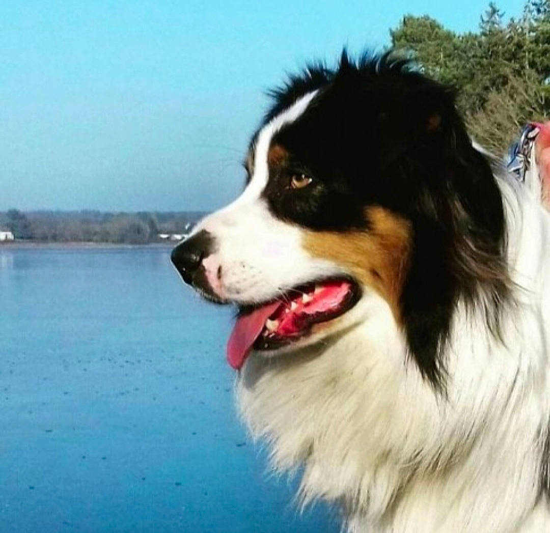 Jiouk participe au concours pour gagner de l'argent avec cette photo : australian_collie, australian_shepherd, bernese_mountain_dog, border_collie, canidae, carnivore, companion_dog, dog, dog_breed, english_shepherd, herding_dog, mammal, miniature_australian_shepherd, rare_breed_dog, sky, snout, sporting_group, vertebrate, welsh_sheepdog, working_dog