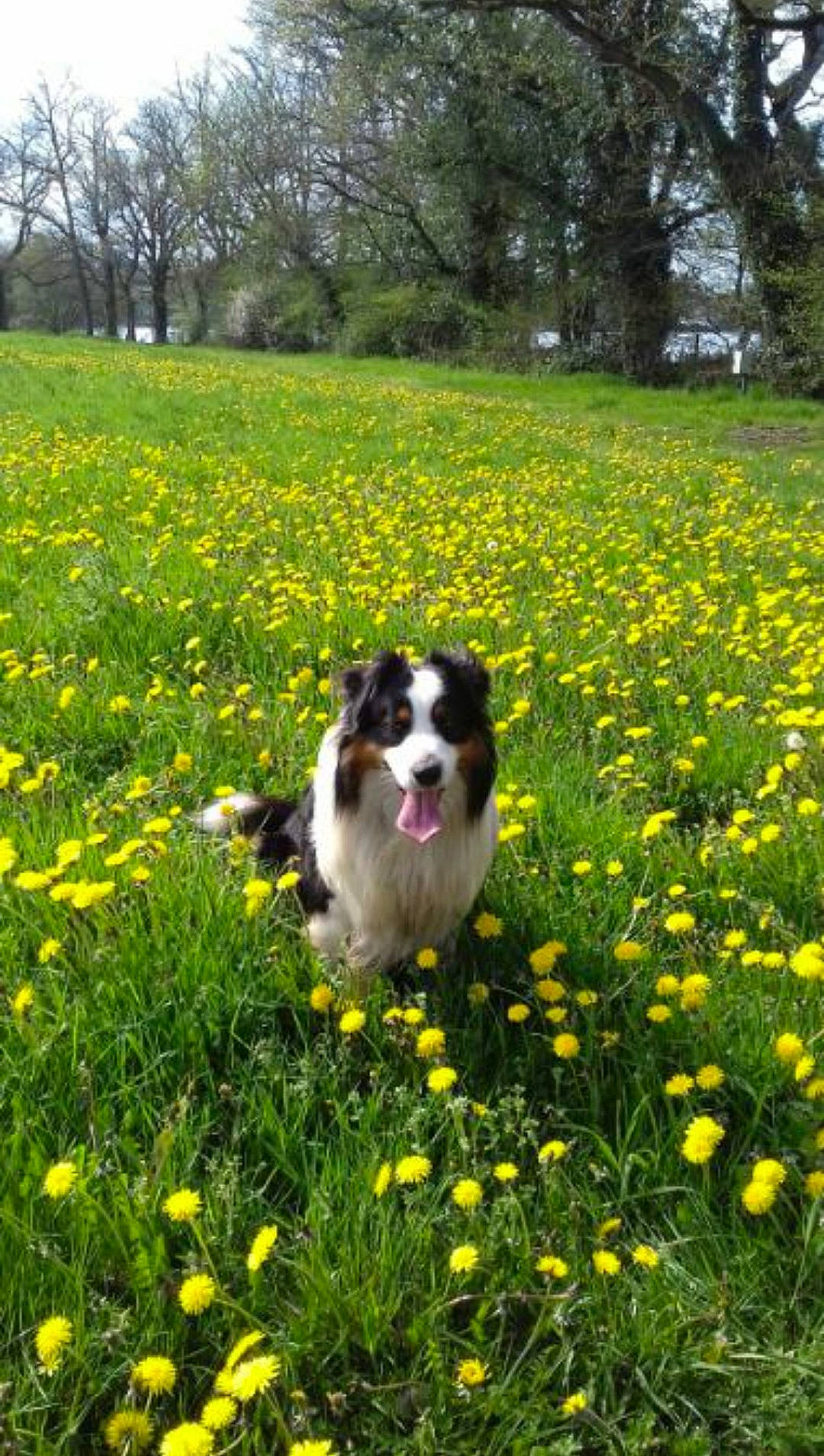 Jiouk a rejoint le concours — aidez-le/la à gagner de superbes lots ! australian_shepherd, canidae, carnivore, companion_dog, dog, dog_breed, english_shepherd, flower, grass, lawn, mammal, meadow, miniature_australian_shepherd, pasture, plant, sporting_group, spring, tornjak, vertebrate, wildflower
