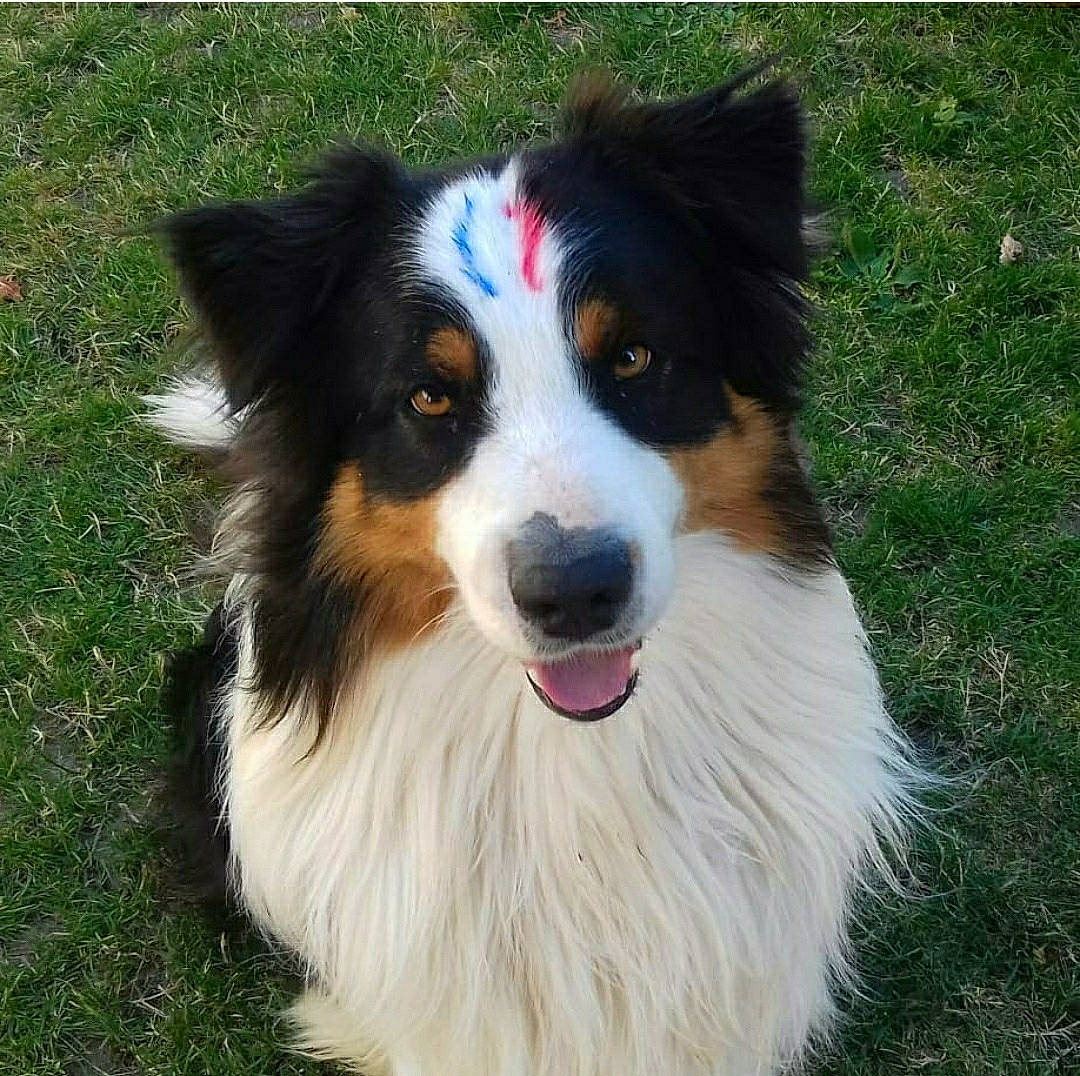 Jiouk participe au concours pour gagner de l'argent avec cette photo : australian_collie, australian_shepherd, border_collie, canidae, carnivore, collie, companion_dog, dog, dog_breed, english_shepherd, herding_dog, mammal, miniature_australian_shepherd, rare_breed_dog, scotch_collie, shetland_sheepdog, sporting_group, vertebrate, welsh_sheepdog, working_dog