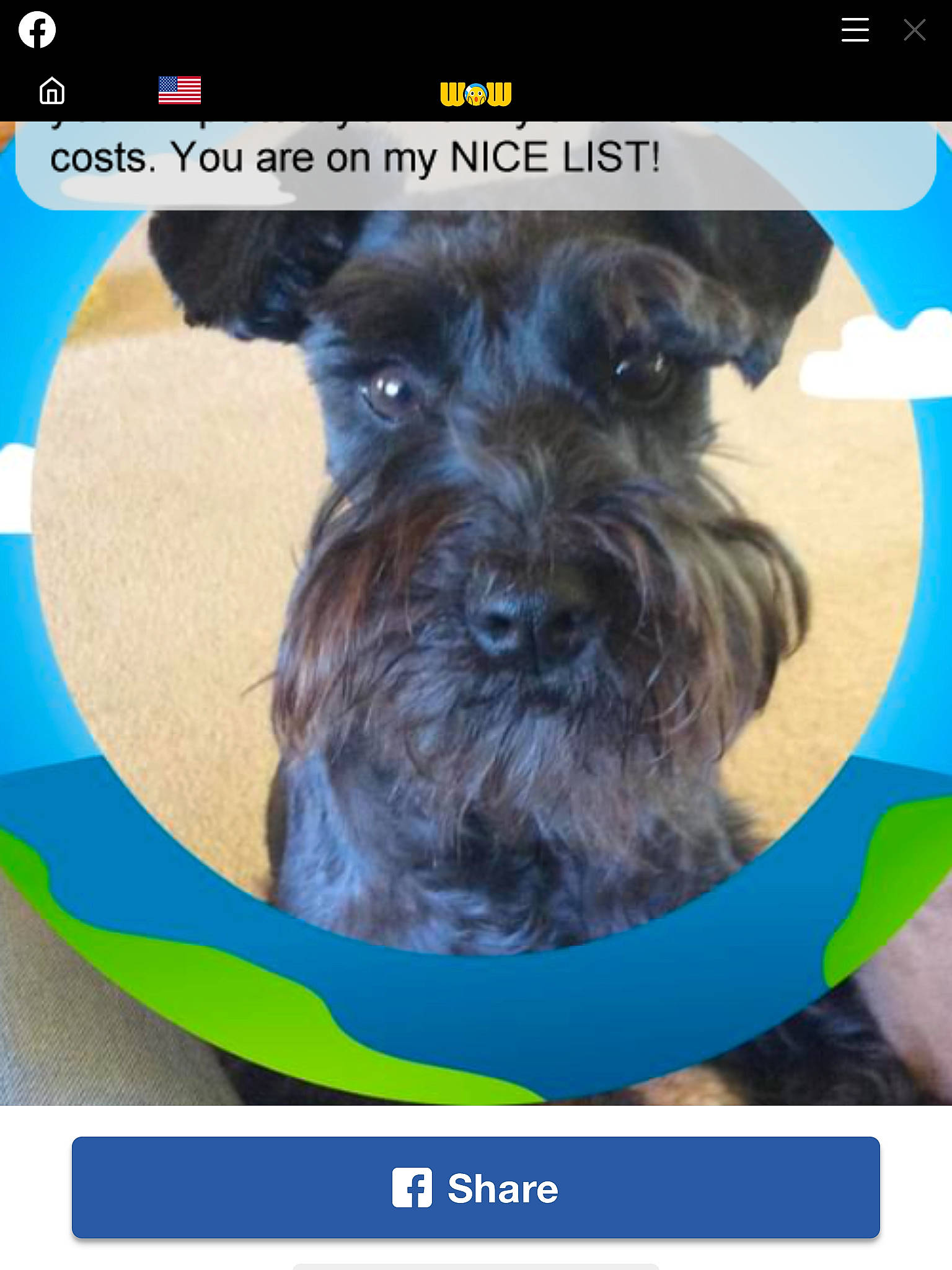 Daisy Duke is registered to the contest to win money with this photo: canidae, carnivore, companion_dog, dog, dog_breed, electric_blue, font, graphics, liver, logo, organism, rectangle, screenshot, small_terrier, snout, sporting_group, terrier, toy_dog, water_dog, working_animal