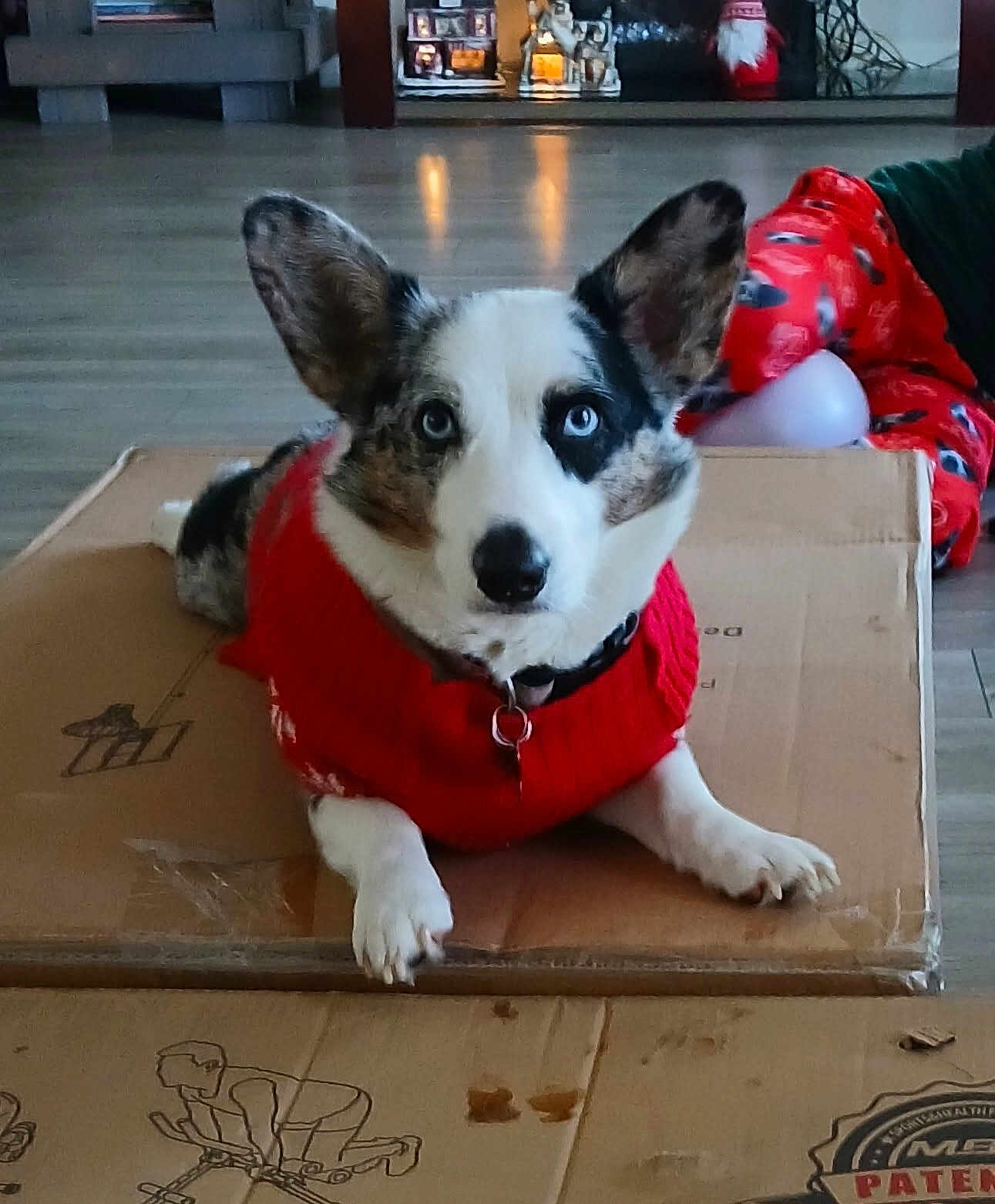 Luna Bell is registered to the contest to win money with this photo: dog, cardboard_box, red_sweater, blue_eyes, indoor, floor, pajamas, person, pet, animal, cozy, casual, relaxed, home, furniture, background, cute, lying_down, portrait, domestic