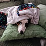 Luna Bell is registered to the contest to win money with this photo: dog, blanket, pillow, couch, fur, pet, resting, cozy, indoor, snug, animal, canine, comfort, soft, relaxing, cute, home, warm, sleepy, texture