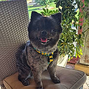 Tchoupi a rejoint le concours — aidez-le/la à gagner de superbes lots ! animal, chair, cozy, cushion, cute, dog, domestic, fur, greenery, happy, harness, home, indoor, pet, plant, portrait, smiling, sunlight, wicker, window
