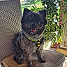 animal, chair, cozy, cushion, cute, dog, domestic, fur, greenery, happy, harness, home, indoor, pet, plant, portrait, smiling, sunlight, wicker, window