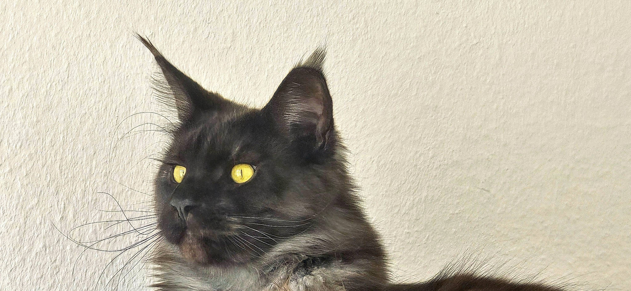 Uriel participe au concours pour gagner de l'argent avec cette photo : black_cat, carnivore, cat, claw, domestic_short_haired_cat, felidae, fur, monochrome, monochrome_photography, small_to_medium_sized_cats, tail, terrestrial_animal, whiskers, window