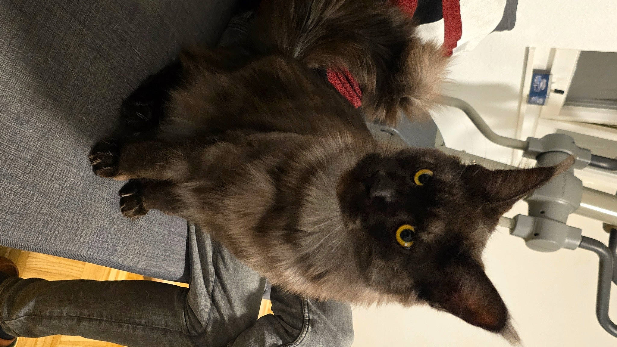 Uriel participe au concours pour gagner de l'argent avec cette photo : black_cat, bombay, canidae, carnivore, cat, claw, collar, companion_dog, dog_breed, domestic_short_haired_cat, ear, felidae, fur, liver, paw, small_to_medium_sized_cats, snout, sporting_group, tail, whiskers