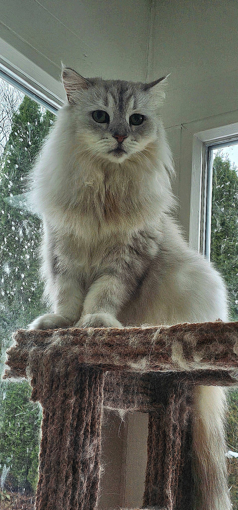 Samara a rejoint le concours — aidez-le/la à gagner de superbes lots ! birman, carnivore, cat, fawn, felidae, fur, small_to_medium_sized_cats, snout, tail, terrestrial_animal, tree, twig, whiskers, wildlife, window, winter