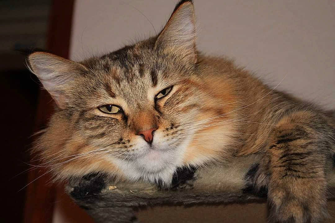 Java participe au concours pour gagner de l'argent avec cette photo : carnivore, cat, cat_supply, claw, domestic_short_haired_cat, felidae, fur, maine_coon, paw, small_to_medium_sized_cats, snout, terrestrial_animal, whiskers, wildlife