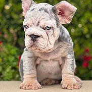 Rex is registered to the contest to win money with this photo: animal, background_blur, blue_eyes, bulldog, close_up, cute, dog, ears, fur, garden, nature, nose, outdoor, paws, pet, puppy, sitting, stone_surface, wrinkled_face, young