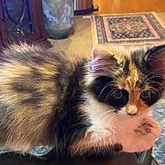 Chloe is registered to the contest to win money with this photo: cat, kitten, calico, fluffy, indoor, curious, pet, animal, fur, whiskers, face, ears, eyes, floor, rug, furniture, wood, cozy, reflection, home