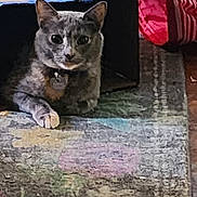 Sydney joined the competition — help win amazing prizes! animal, cardboard_box, cat, collar, colorful, cozy, curious, cute, domestic, feline, floor_rug, home, indoor, looking, mammal, pet, playful, resting, striped_tunnel, toy