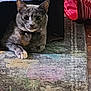 animal, cardboard_box, cat, collar, colorful, cozy, curious, cute, domestic, feline, floor_rug, home, indoor, looking, mammal, pet, playful, resting, striped_tunnel, toy