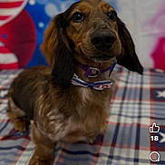 Waylon Paws joined the competition — help win amazing prizes! dog, dachshund, pet, animal, collar, indoor, blanket, patterned, patriotic, red, white, blue, fur, face, ears, snout, portrait, looking_up, social_media, screenshot