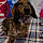 Waylon Paws