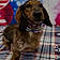 Waylon Paws