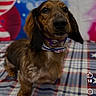 dog, dachshund, pet, animal, collar, indoor, blanket, patterned, patriotic, red, white, blue, fur, face, ears, snout, portrait, looking_up, social_media, screenshot