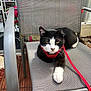 animal, black_and_white_cat, cat, chair, curious_dog, dog_in_background, feline, flowers, garden, leash, looking, outdoor, pet, pet_accessory, red_harness, red_leash, relaxing, resting, summer, wooden_floor
