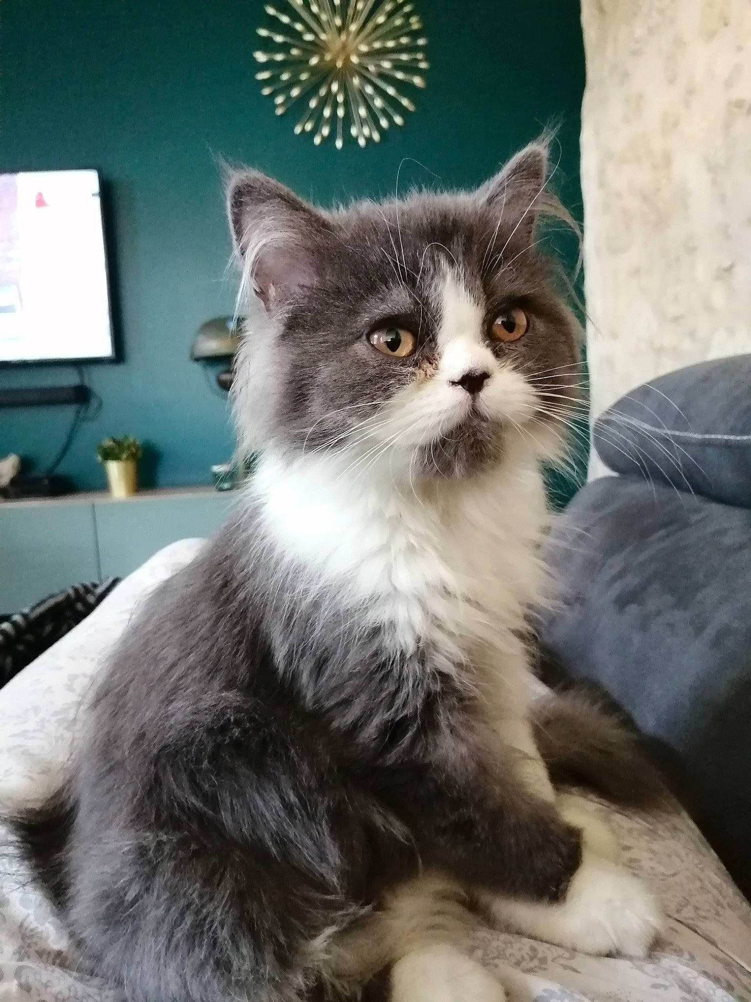 Caprice a rejoint le concours — aidez-le/la à gagner de superbes lots ! american_wirehair, asian, asian_semi_longhair, british_semi_longhair, carnivore, cat, domestic_long_haired_cat, domestic_short_haired_cat, european_shorthair, felidae, kitten, maine_coon, mammal, norwegian_forest_cat, ragamuffin, siberian, small_to_medium_sized_cats, tabby_cat, vertebrate, whiskers
