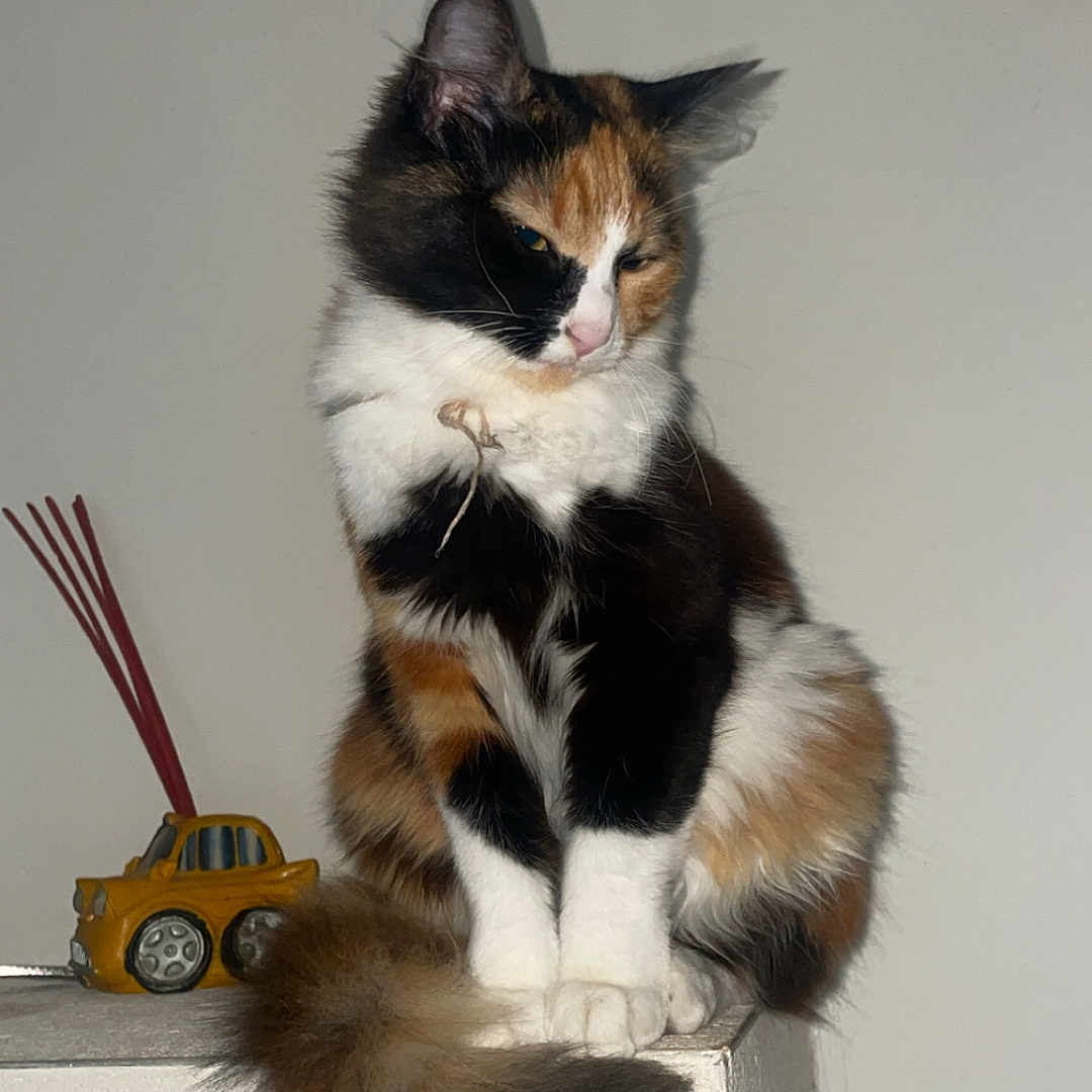 Lune participe au concours pour gagner de l'argent avec cette photo : cat, calico_cat, fluffy, sitting, toy_car, yellow_car, indoor, pet, animal, feline, tail, white_surface, minimalist, aloof, fur, cute, domestic_cat, calm, looking_down, household