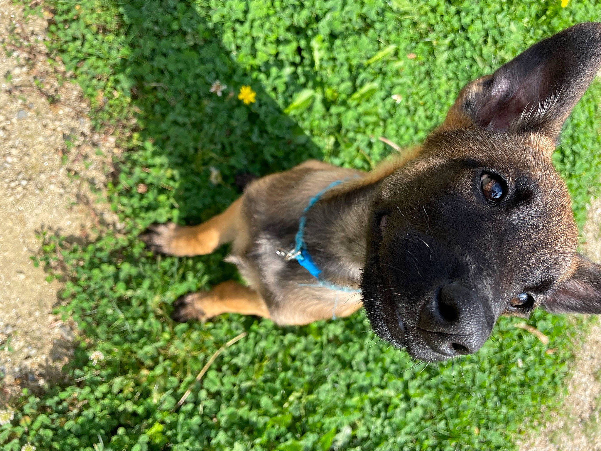 Marley a rejoint le concours — aidez-le/la à gagner de superbes lots ! canidae, carnivore, collar, companion_dog, dog, dog_breed, ear, eye, fawn, fur, german_shepherd_dog, grass, groundcover, lawn, liver, plant, sporting_group, terrestrial_animal, whiskers, working_animal