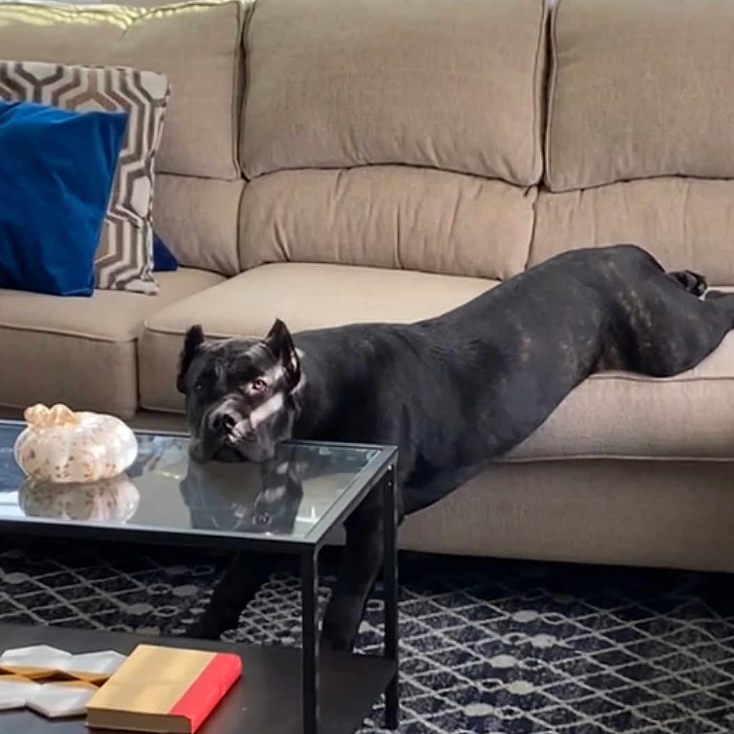 Koda joined the competition — help win amazing prizes! animal, book, canine, couch, cream, cushion, dessert, dog, dogbed, food, furniture, greatdane, homedecor, icecream, indoors, interiordesign, pet, publication, puppy, table