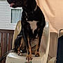 Spartan Spartane a rejoint le concours — aidez-le/la à gagner de superbes lots ! animal, black_dog, canine, collar, curtain, daylight, dog, furniture, house, outdoor, patio_chair, pet, plastic_chair, side_view, sitting, stacked_chairs, tongue_out, white_chair, window, wooden_deck