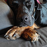 Spartan Spartane participe au concours pour gagner de l'argent avec cette photo : animal, black_dog, canine, close_up, comfortable, couch, dog, domestic_animal, fur, home, indoor, living_room, nap, paws, pet, quiet, relaxed, resting, sleepy, snout