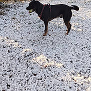 Spartan Spartane participe au concours pour gagner de l'argent avec cette photo : dog, black_dog, snow, winter, outdoor, pet, animal, tennis_ball, field, trees, harness, playful, nature, grass, daylight, canine, standing, leaf, cold, fur