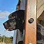 Spartan Spartane a rejoint le concours — aidez-le/la à gagner de superbes lots ! animal, black_dog, blue_sky, canine, clouds, curious, daylight, dog, fence, grass, looking, nature, outdoor, pet, rural, sky, sunlight, tongue_out, wood, wooden_post