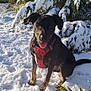 dog, black_dog, red_harness, snow, snowy_ground, pine_tree, snow_covered_branches, outdoor, winter, pet, animal, tongue_out, sitting, nature, sunlight, greenery, playful, cold_weather, canine, daylight