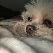 Gizmo joined the competition — help win amazing prizes! dog, close_up, white_fur, pet, resting, blanket, cozy, indoor, animal, fur, snout, whiskers, calm, soft_light, cute, sleepy, companion, domestic_animal, portrait, relaxation