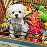 adorable, animal, colorful, curious, cute, dog, fluffy, indoor, pet, pet_accessories, pet_clothing, pets, playful, plush_toys, shopping, shopping_cart, small_dog, stuffed_animals, toy_store, white_dog