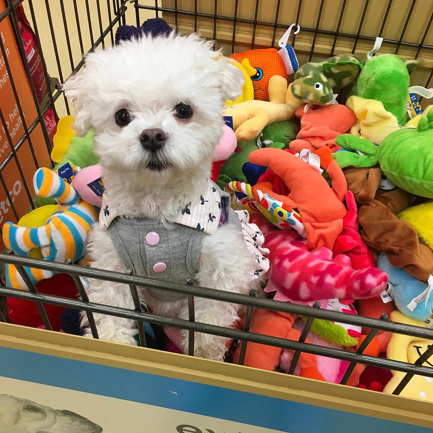 Bella