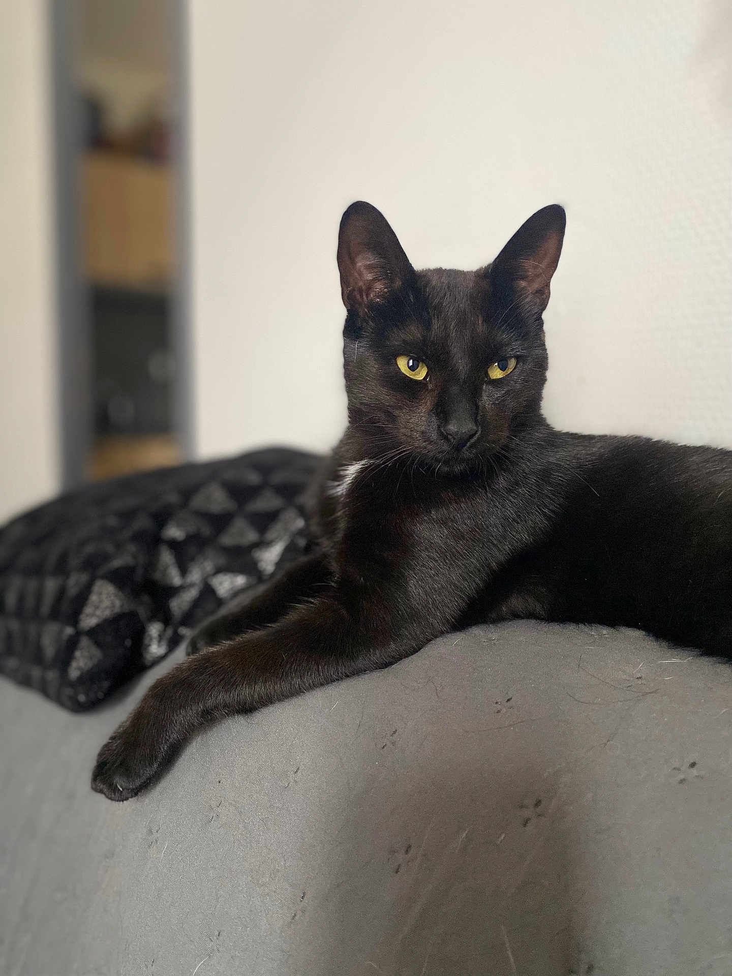 Nya a rejoint le concours — aidez-le/la à gagner de superbes lots ! black_cat, cat, yellow_eyes, feline, pet, indoor, couch, furniture, relaxed, animal, mammal, whiskers, ears, fur, portrait, domestic_cat, resting, looking, household, cozy