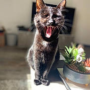 Nya a rejoint le concours — aidez-le/la à gagner de superbes lots ! cat, black_cat, yawning, pet, indoor, sunlight, plant, succulent, blurred_background, feline, whiskers, tongue, fur, table, decor, home, animal, domestic, cute, portrait
