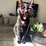 cat, black_cat, yawning, pet, indoor, sunlight, plant, succulent, blurred_background, feline, whiskers, tongue, fur, table, decor, home, animal, domestic, cute, portrait