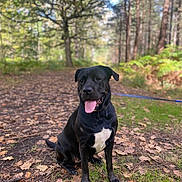 Yumi participe au concours pour gagner de l'argent avec cette photo : dog, black_dog, white_patch, forest, path, leaves, grass, trees, outdoor, nature, canine, pet, tongue_out, sitting, daylight, walk, leash, happy, animal, woodland