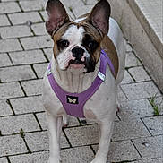 Nezu participe au concours pour gagner de l'argent avec cette photo : dog, french_bulldog, pet, animal, canine, purple_harness, sidewalk, pavement, ears, face, curious, outdoor, walking, leash, street, fur, white, brown, black, alert
