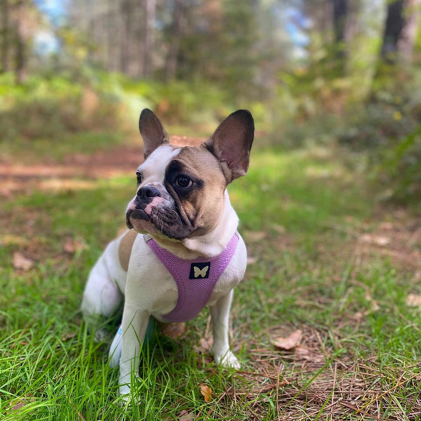 Nezu participe au concours pour gagner de l'argent avec cette photo : alert, animal, canine, cute, daylight, dog, fall, forest, french_bulldog, grass, greenery, leaf, mammal, nature, outdoor, path, pet, purple_harness, sitting, tree