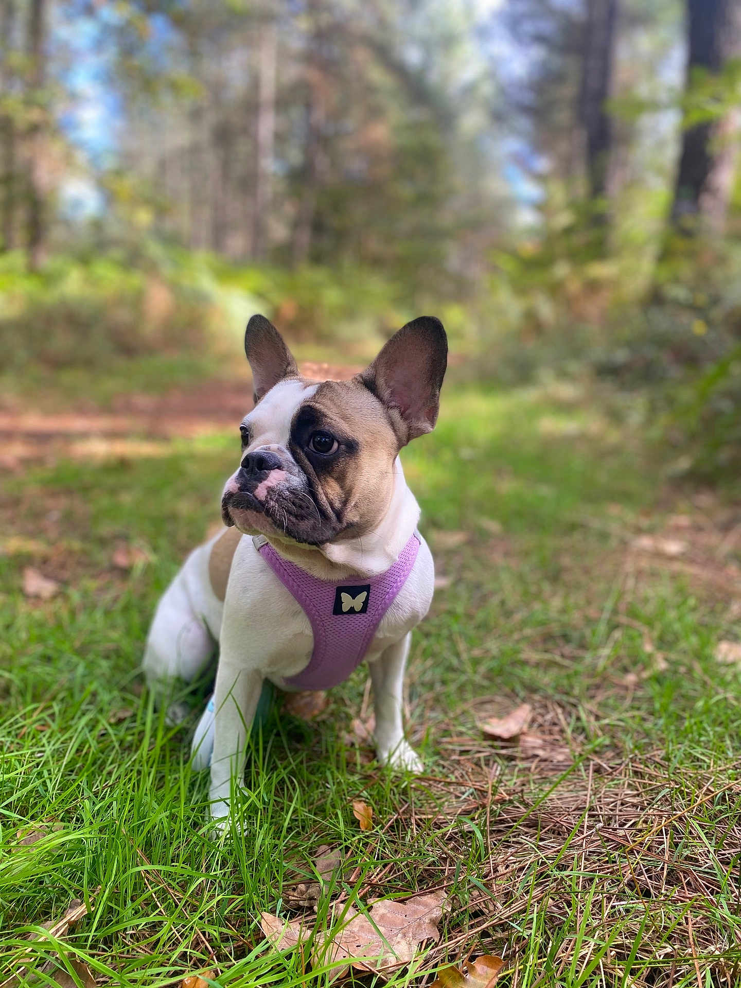 Nezu participe au concours pour gagner de l'argent avec cette photo : dog, french_bulldog, purple_harness, grass, forest, outdoor, nature, leaf, tree, pet, canine, animal, sitting, daylight, greenery, path, fall, cute, alert, mammal
