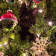 Diesel joined the competition — help win amazing prizes! black_cat, christmas_tree, christmas_ornament, snowflake_ornament, christmas_lights, holiday_decor, festive, greenery, pet, animal, curious, indoor, closeup, celebration, seasonal, decor, cute, tree_branch, ornament, night