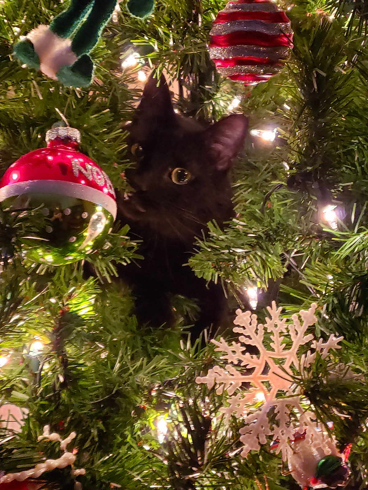 Diesel joined the competition — help win amazing prizes! black_cat, christmas_tree, christmas_ornament, snowflake_ornament, christmas_lights, holiday_decor, festive, greenery, pet, animal, curious, indoor, closeup, celebration, seasonal, decor, cute, tree_branch, ornament, night